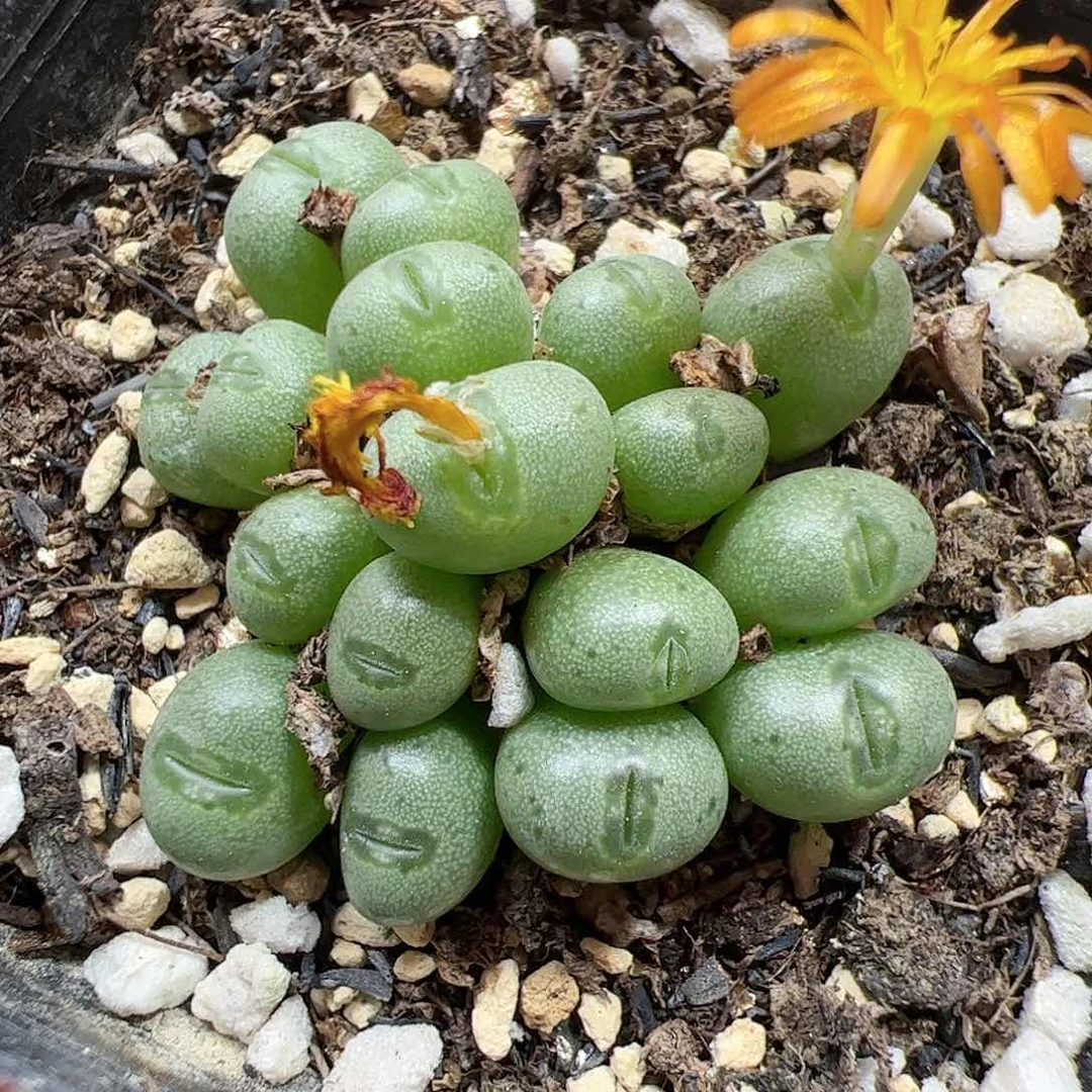 【闪购商品】29 小海豚