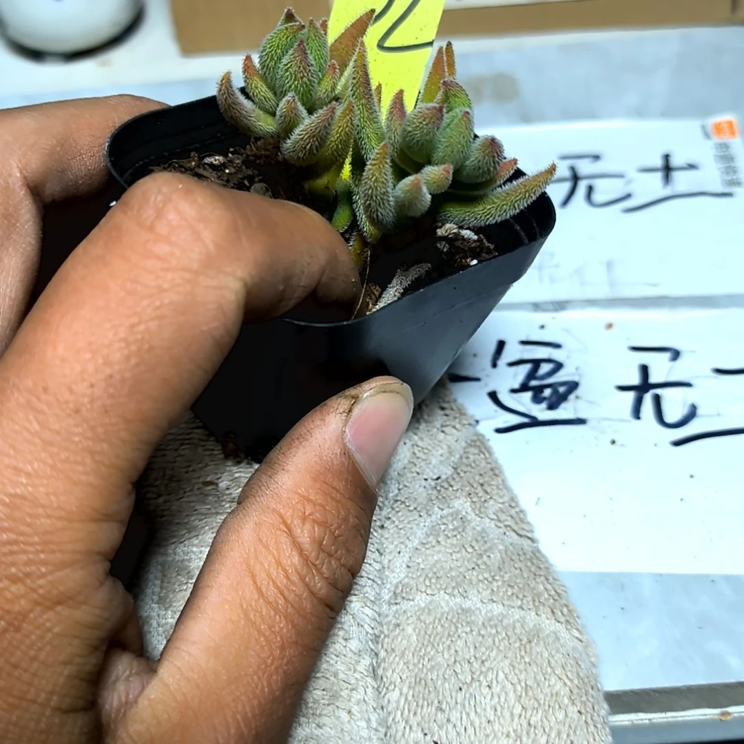 满6元包邮，绒针一颗