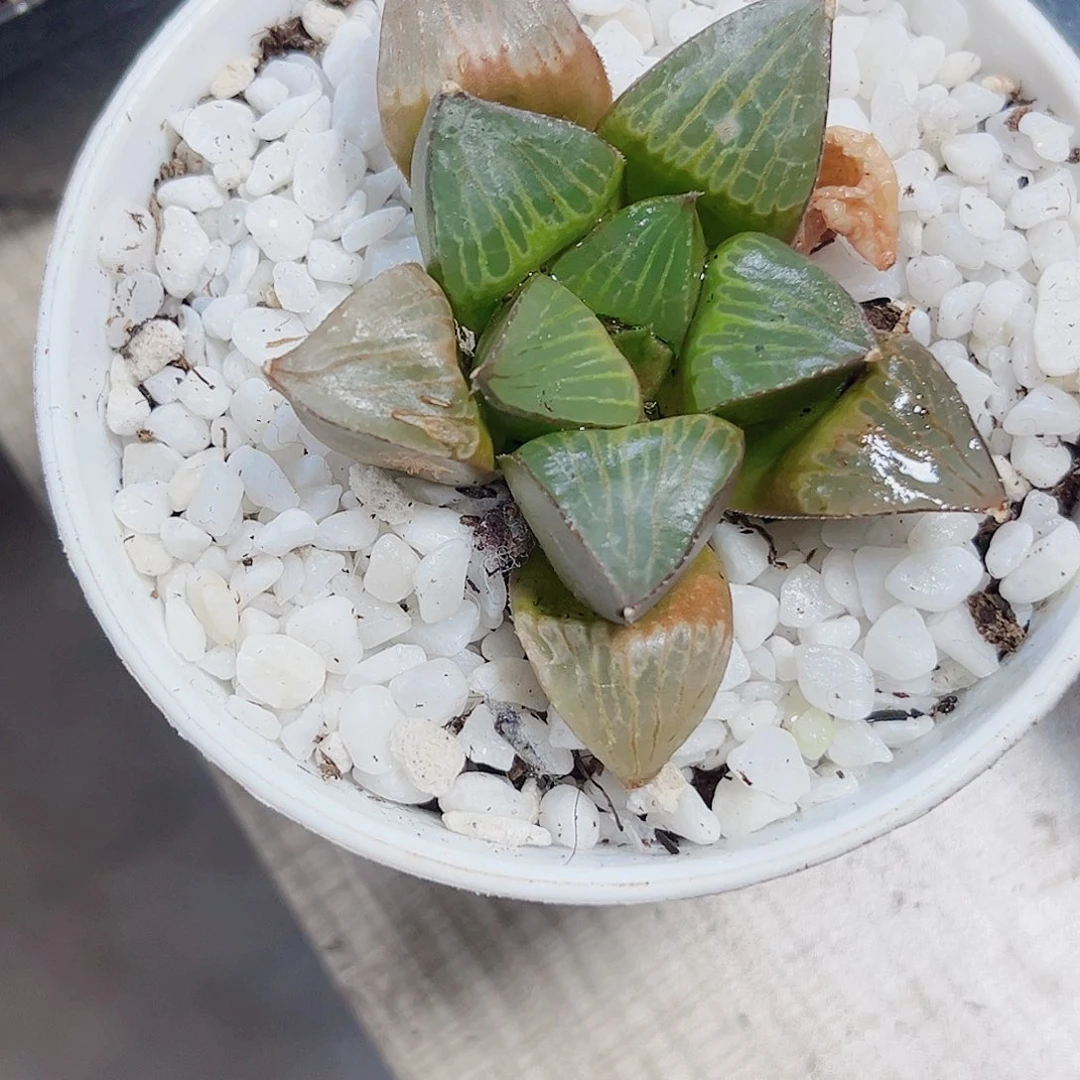 特价处理实生系列