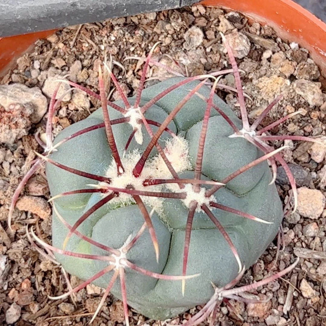 实生 绯冠龙仙人球