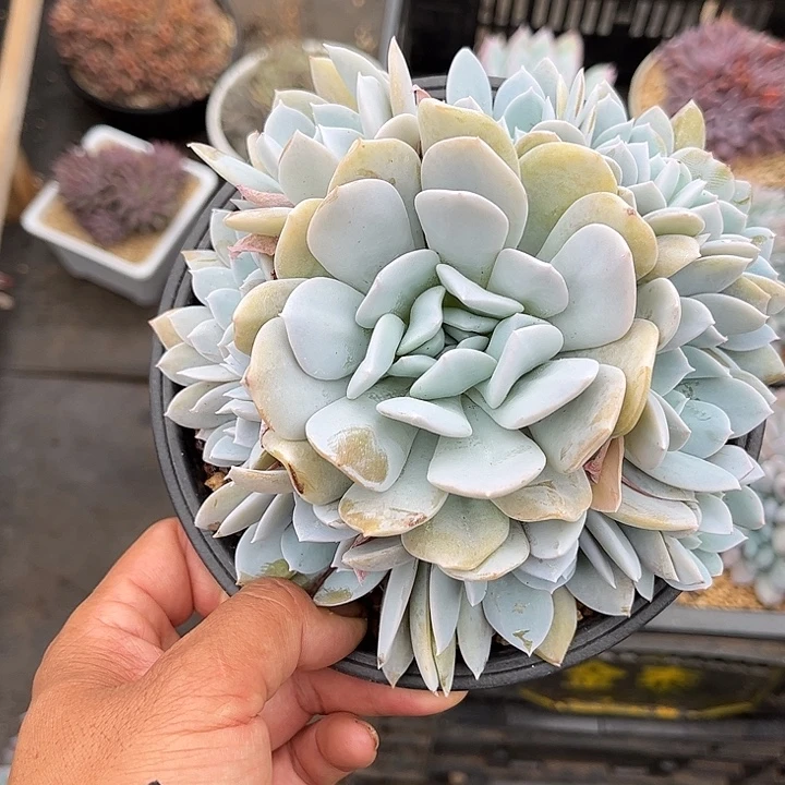 ****多肉植物一物一拍