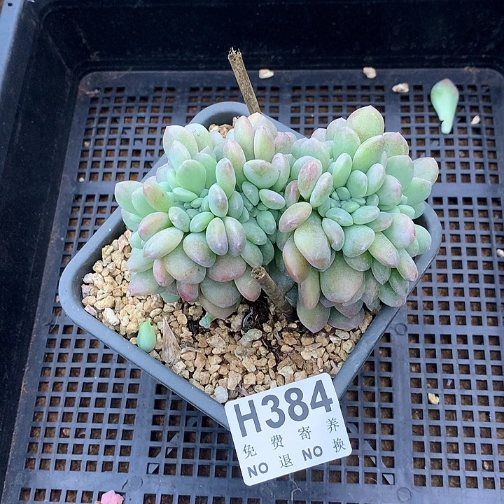 冰橙缀化 非偏远38包邮、节后发