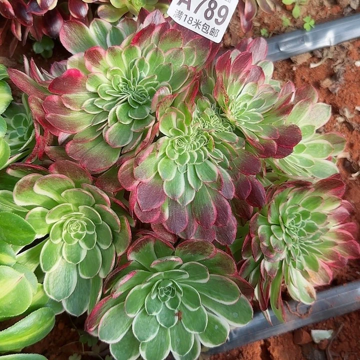 多肉法师海王朵朵缀化