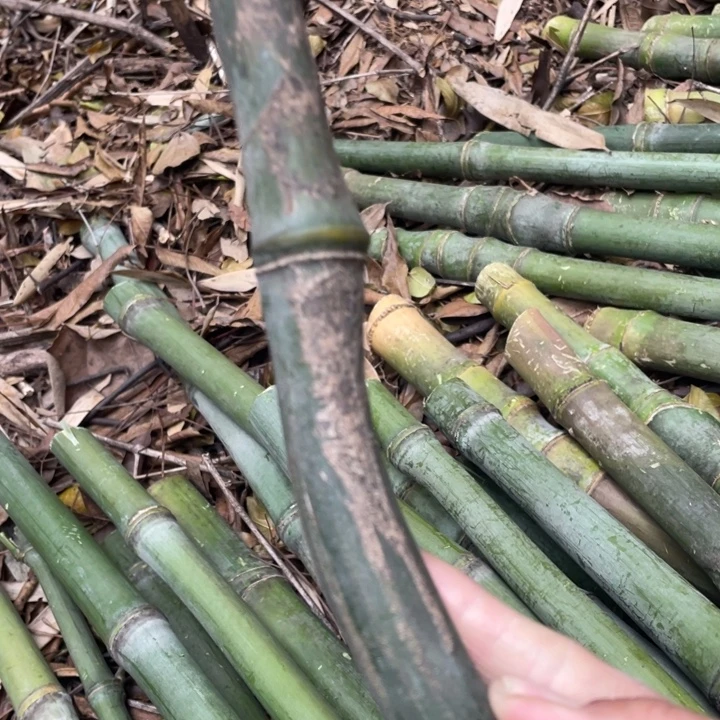 伟***仔实心竹异形哇哇哇哇哇哇