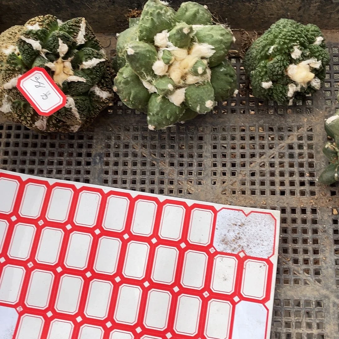 无花朵石牡丹一物一拍