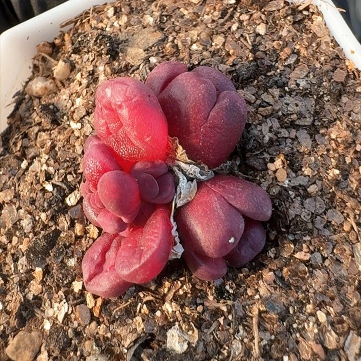 生石花1111。    92