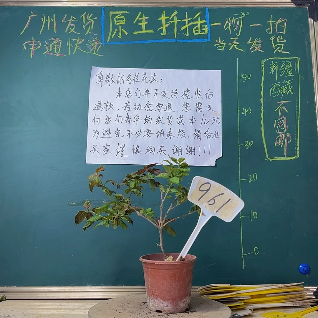 当前无花栽培后可以开花炸 黑玛丽961