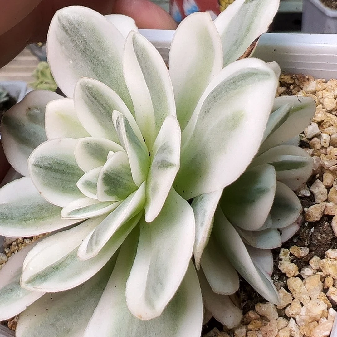 山地玫瑰锦冬雪958号