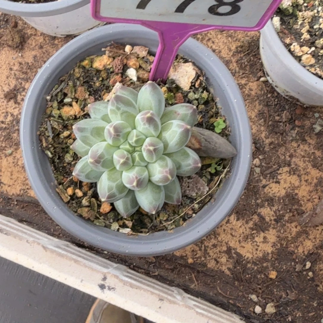 多肉植物申公豹美人778
