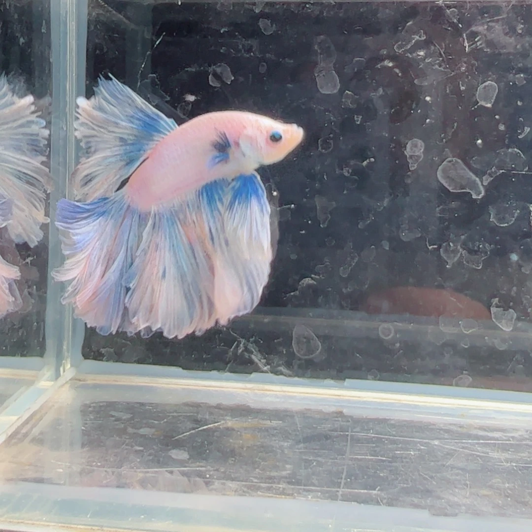 斗鱼浅色仙仙裙特殊尾
