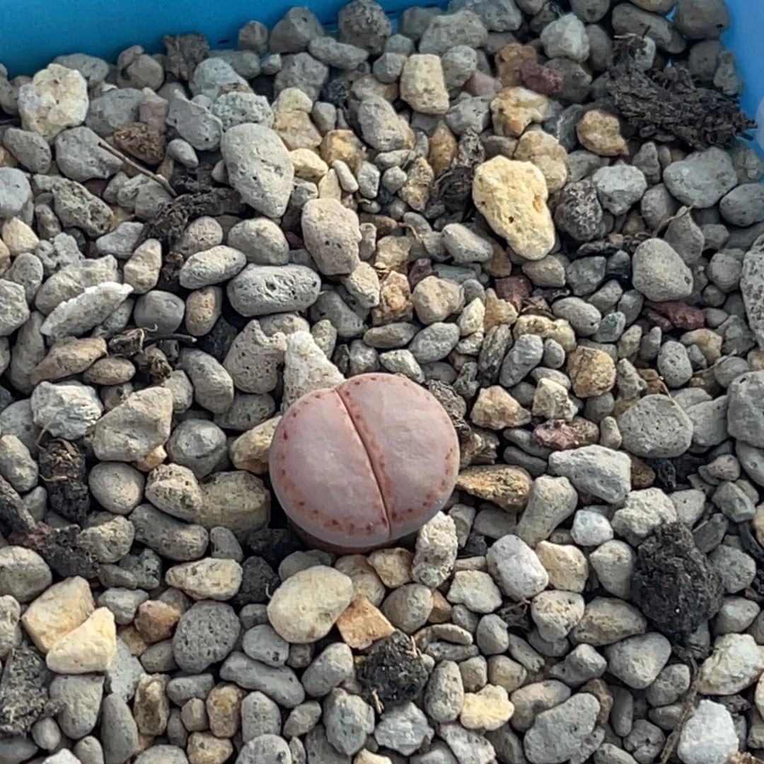 3572净窗粉饼干一颗