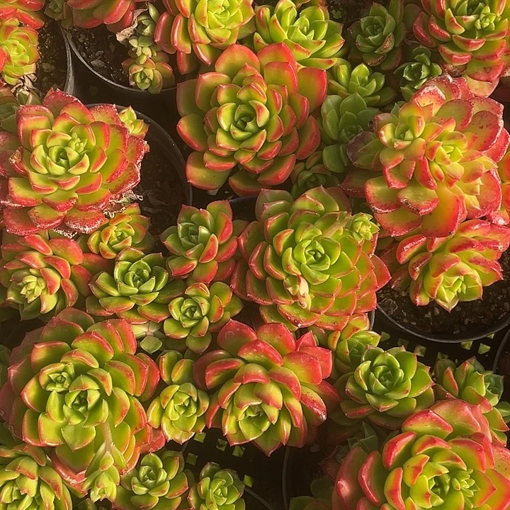 蒂亚老桩量拍18包邮