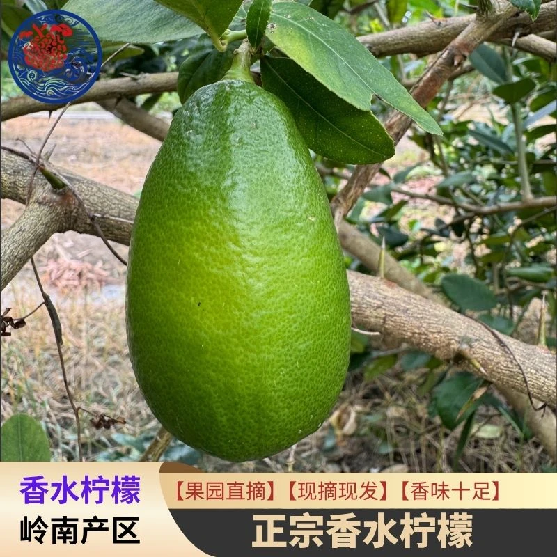 海南无籽香水柠檬子弹头新鲜多汁当季水果奶茶店柠檬茶专用