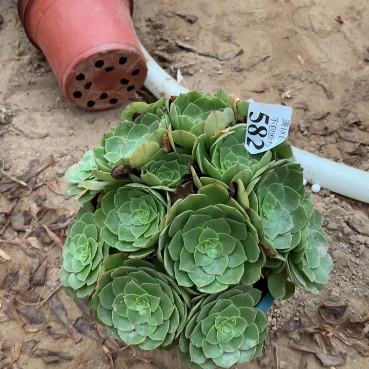 582沙拉碗绣球东棚