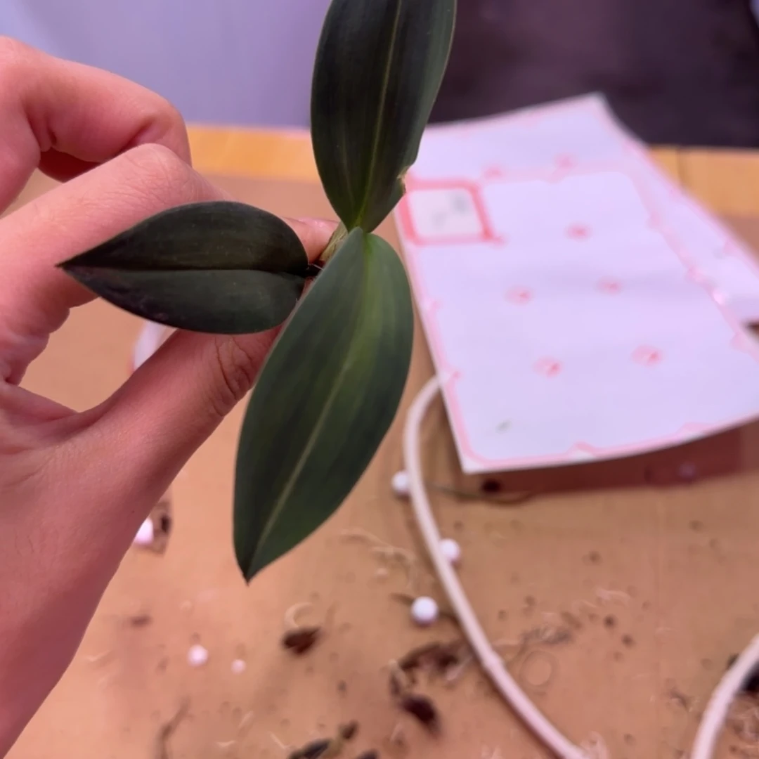 完全开放磨砂兔下坡草