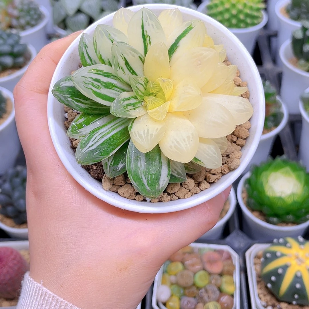 苏州玉露锦，原盆