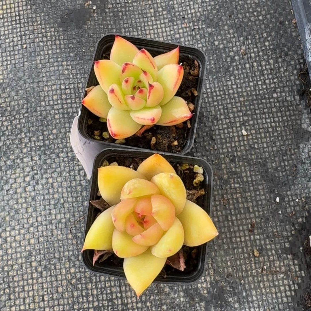 kk东云杂交两颗量拍25-81