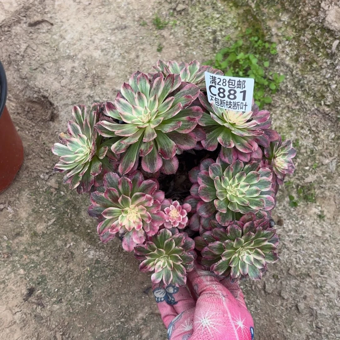 Q. 881白月光多肉122233