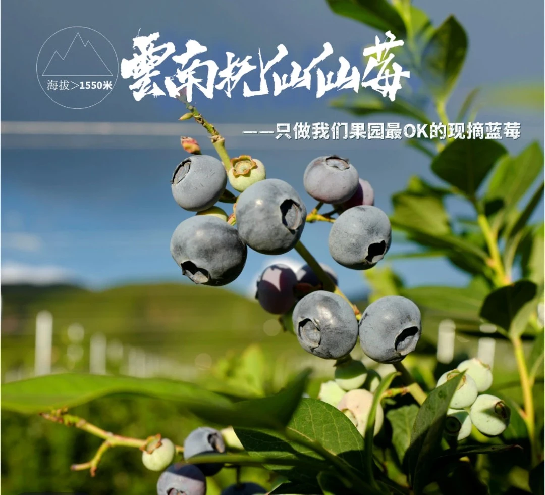 【M25花香神仙莓】云南抚仙仙莓400克+纯甜蓝莓 脆甜花香浓郁现摘发