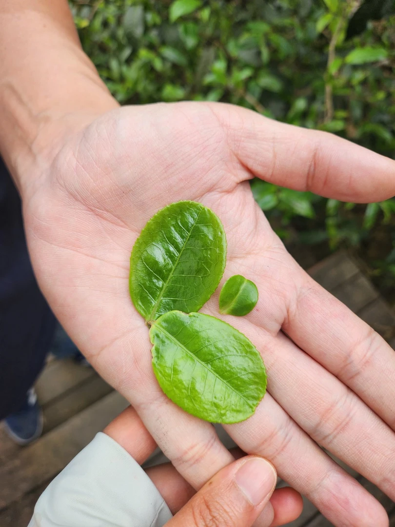 2025年倚邦猫耳朵一类古树明前春普洱（生）茶