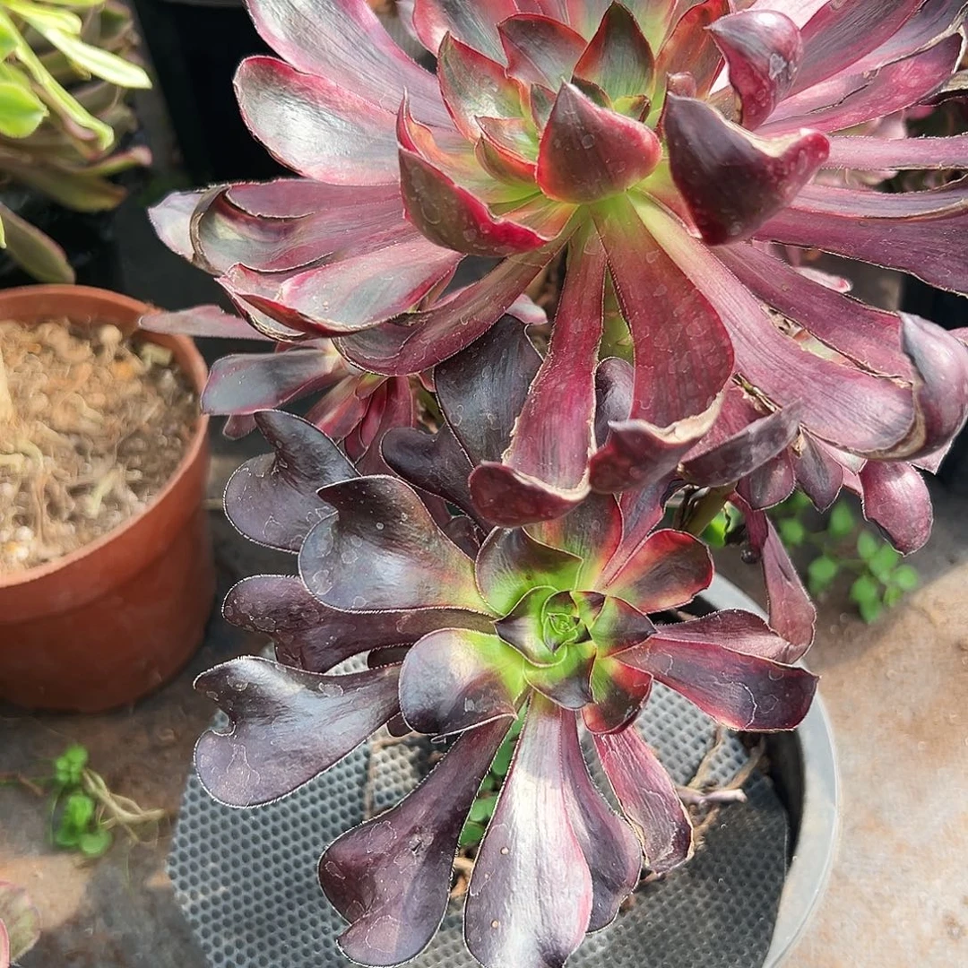 0804多肉植物火凤