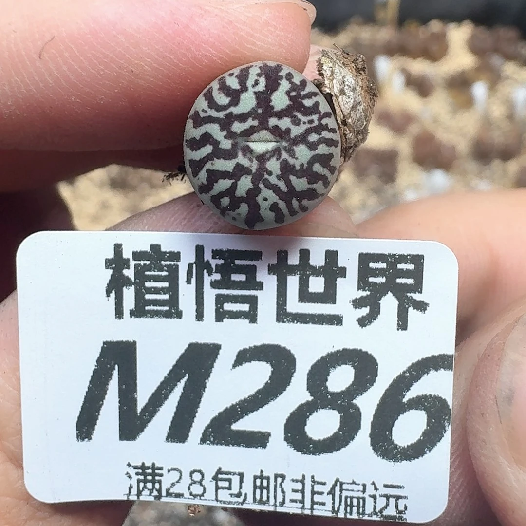 多肉植物的润泽发发n