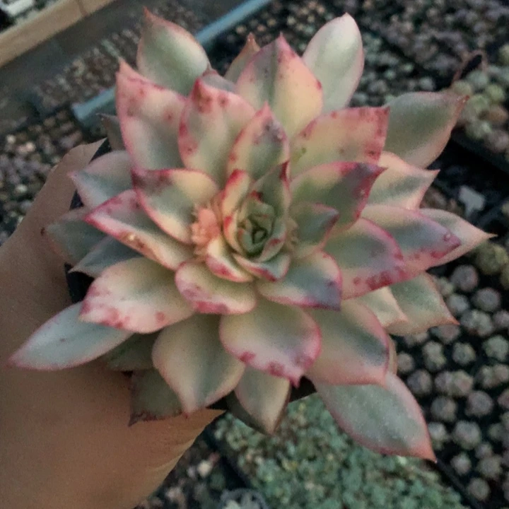 月光女神多肉植物