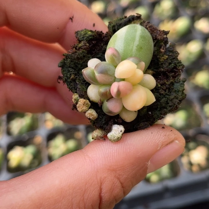 一物一拍满18包邮