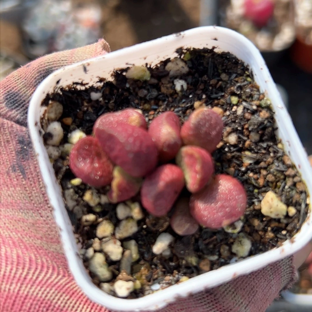 多肉中央音乐学院