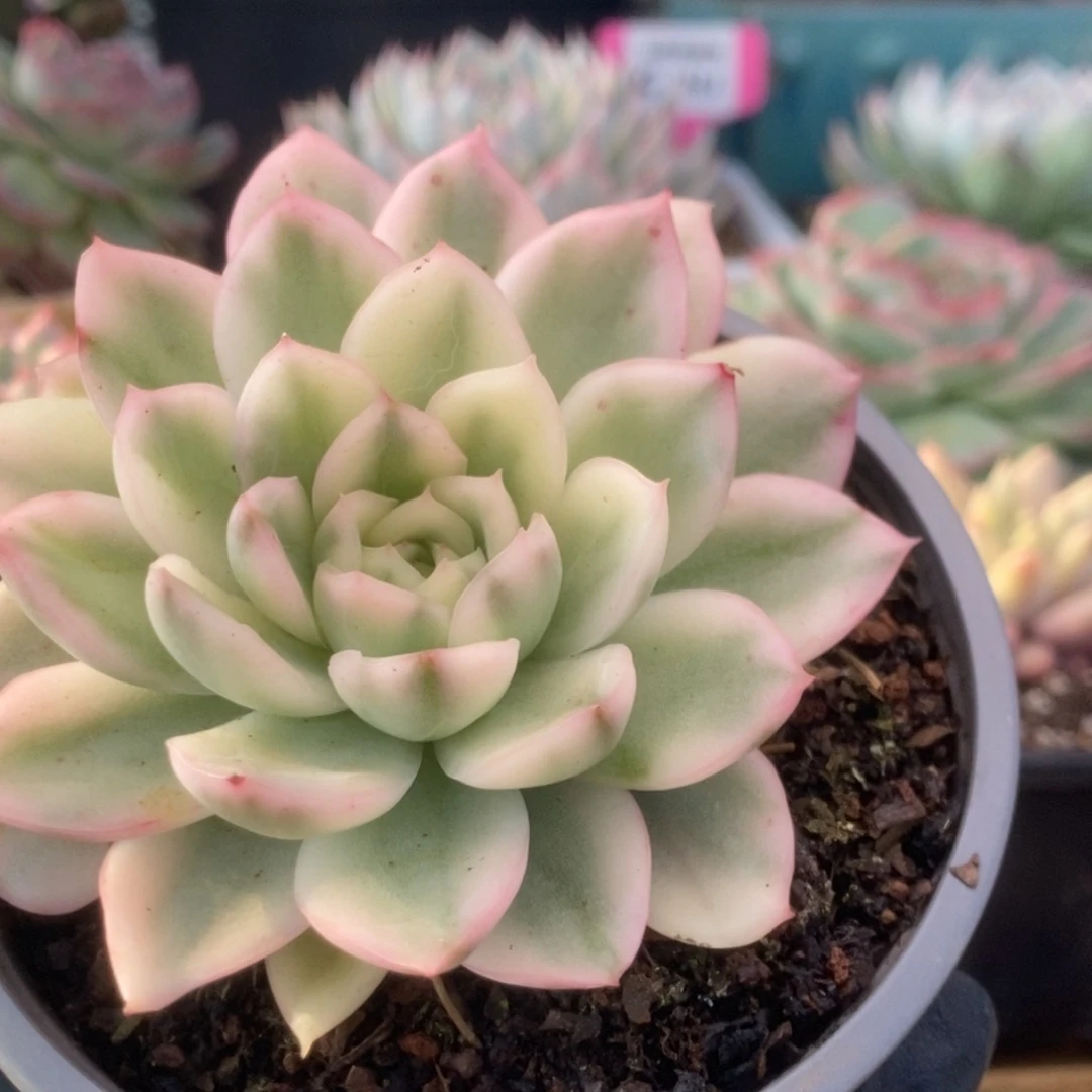 729寒酥锦锦锦锦锦锦