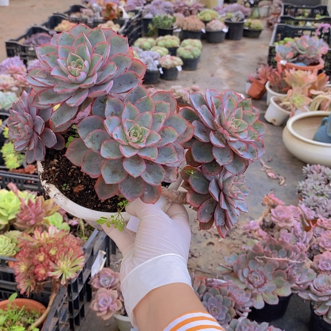 心***始0313赫拉多头一物一拍