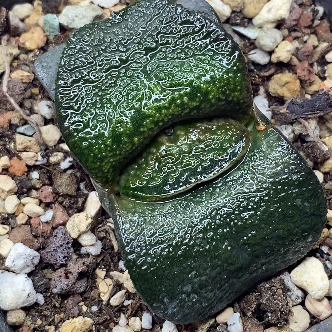 不带盆脱土裸根发货