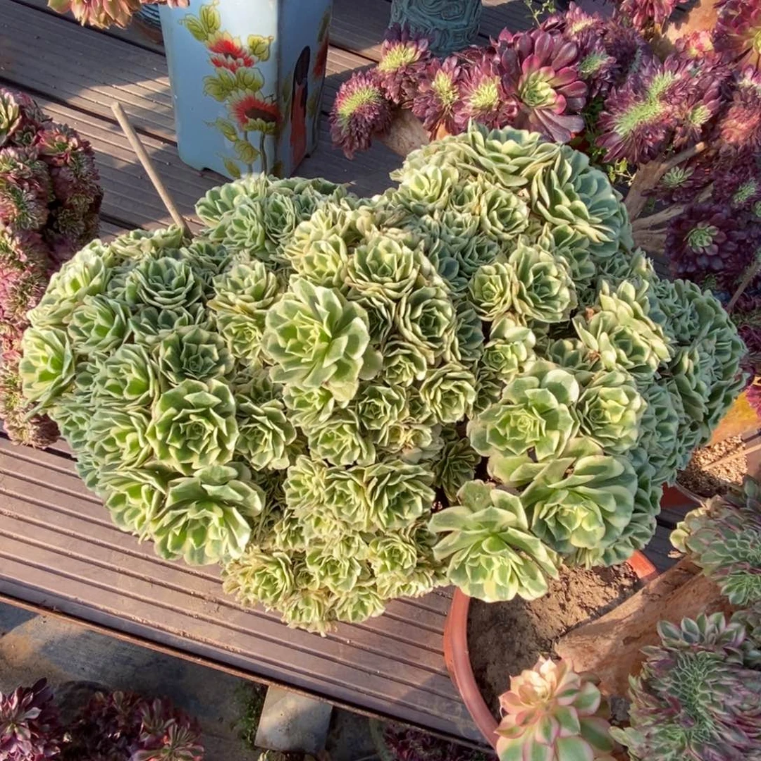 无花朵迈巴赫朵朵