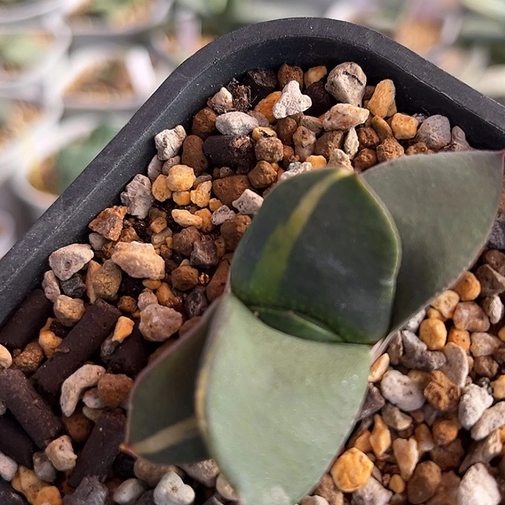 035脱土发货1111111111