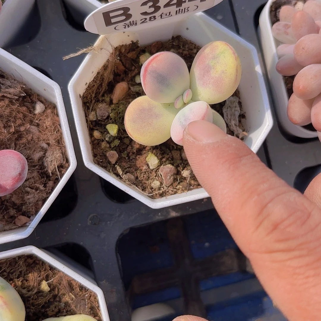 B344乒乓锦一物一拍