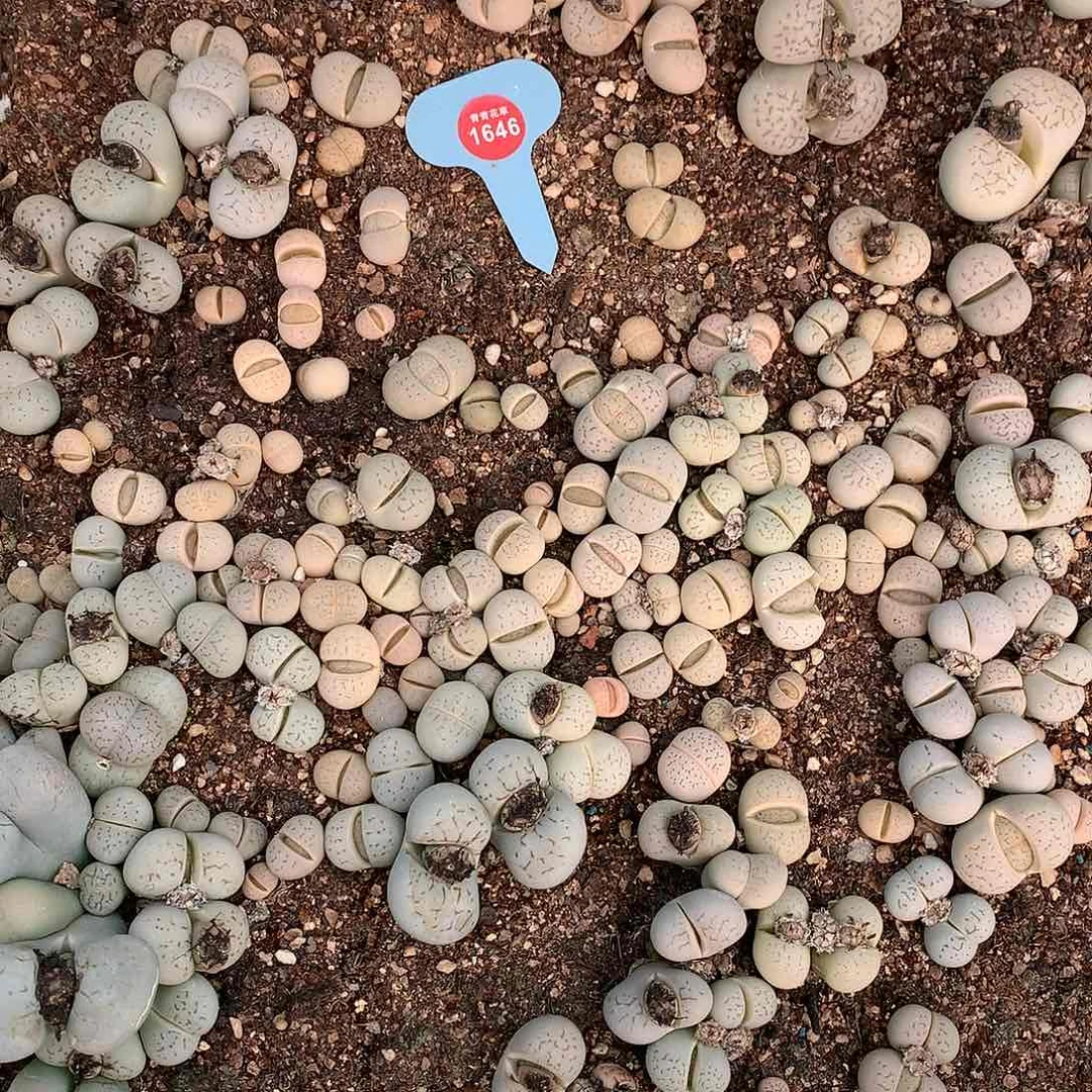 大白非常非常好看1646