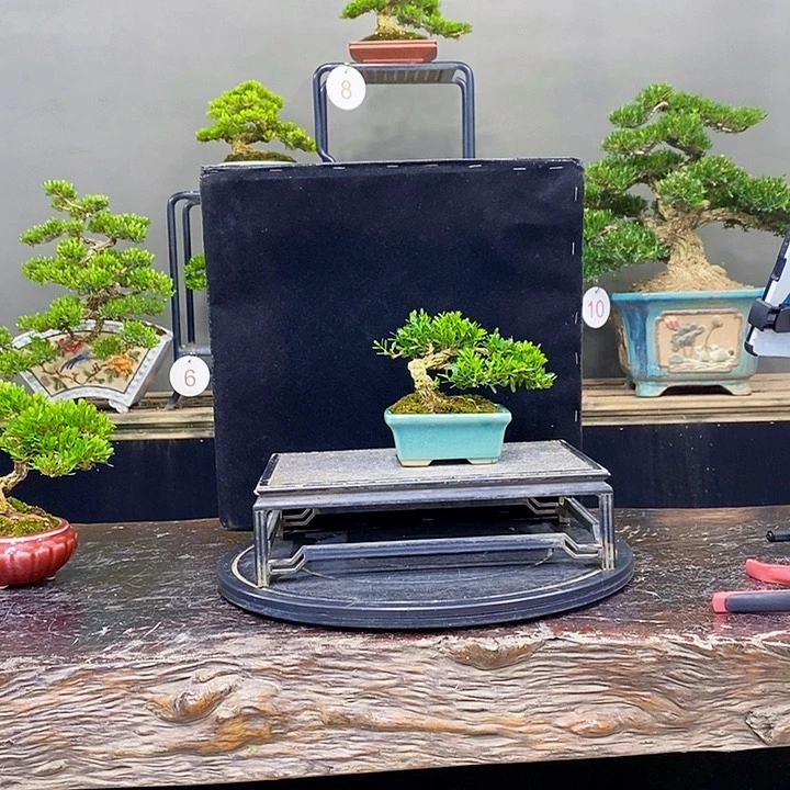 ****无花朵黄杨盆景四季常青