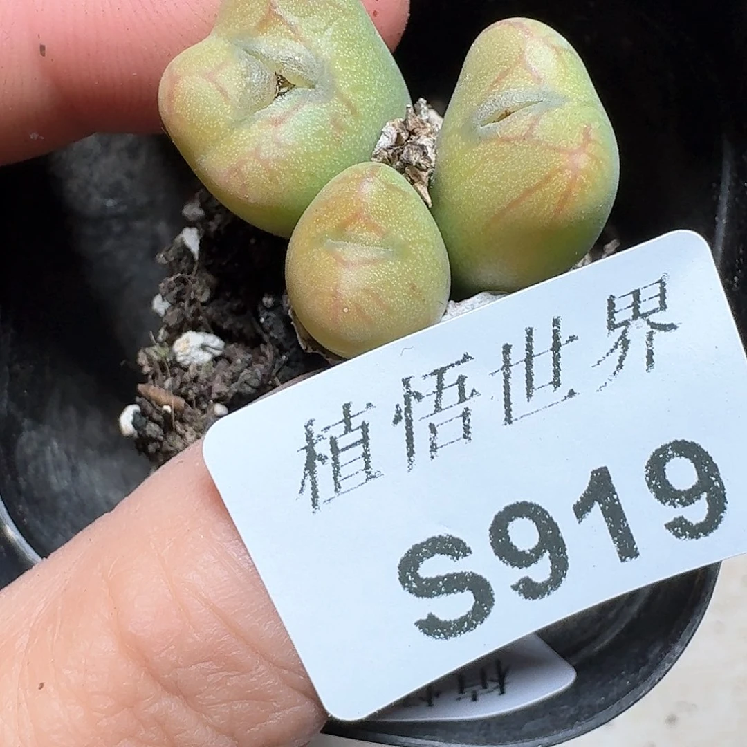 918号多肉植物哇c