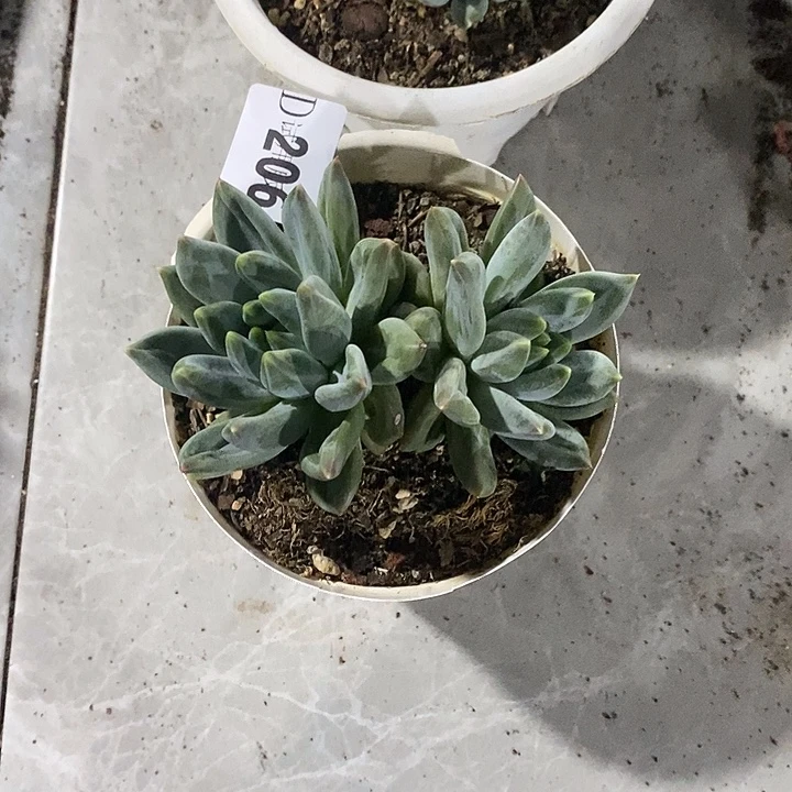 小****206乌拉克拉多肉植物