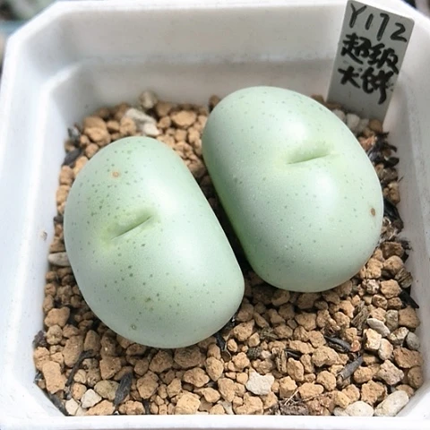 多肉肉锥 Y172超级大饼