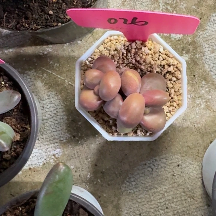 026芒果奶新号福利价