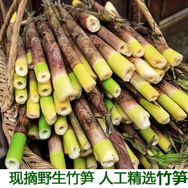 河源龙川车田镇深山野生小金竹笋甜脆爽口竹笋新鲜现摘发顺丰包邮