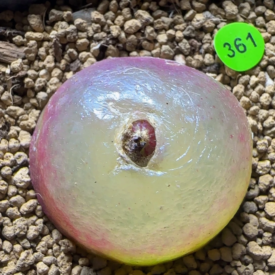 灯泡4.1多肉植物361