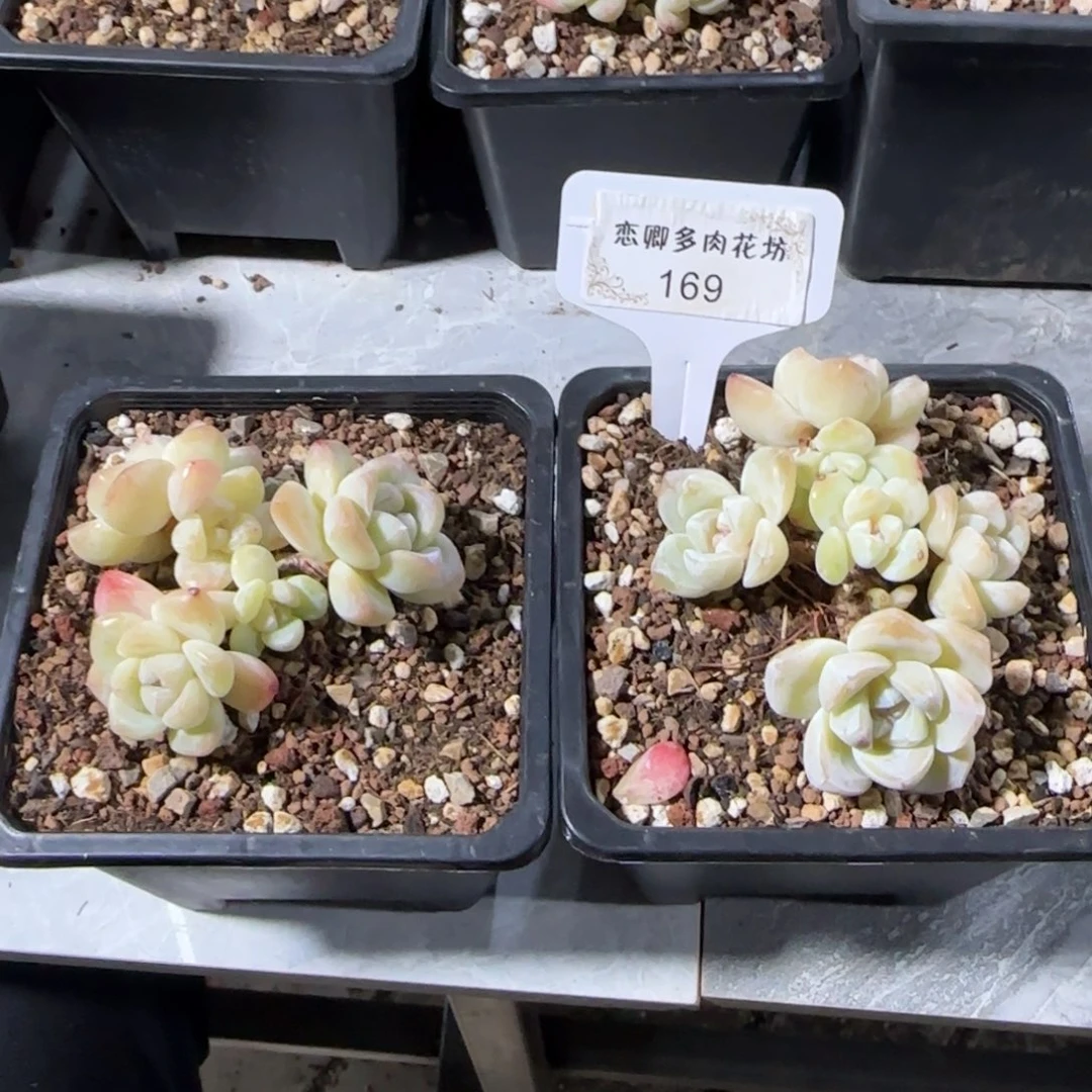 不****⁴169冰玉老桩多头无砍