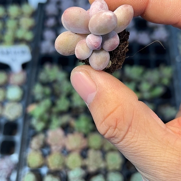 彩虹奶 满10颗包邮