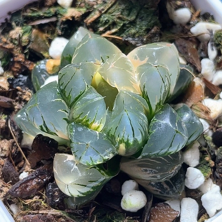 637北极之光锦特选福利