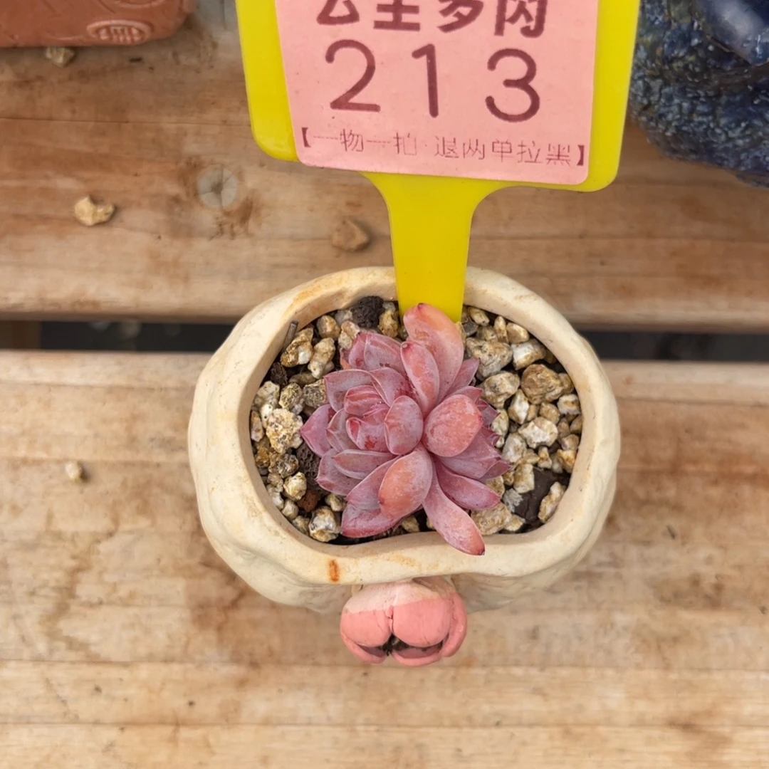劉***手云尘多肉一物一拍213不含盆