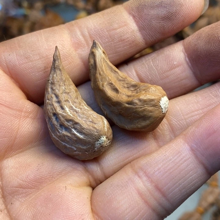 文玩核桃吊坠娜姐193