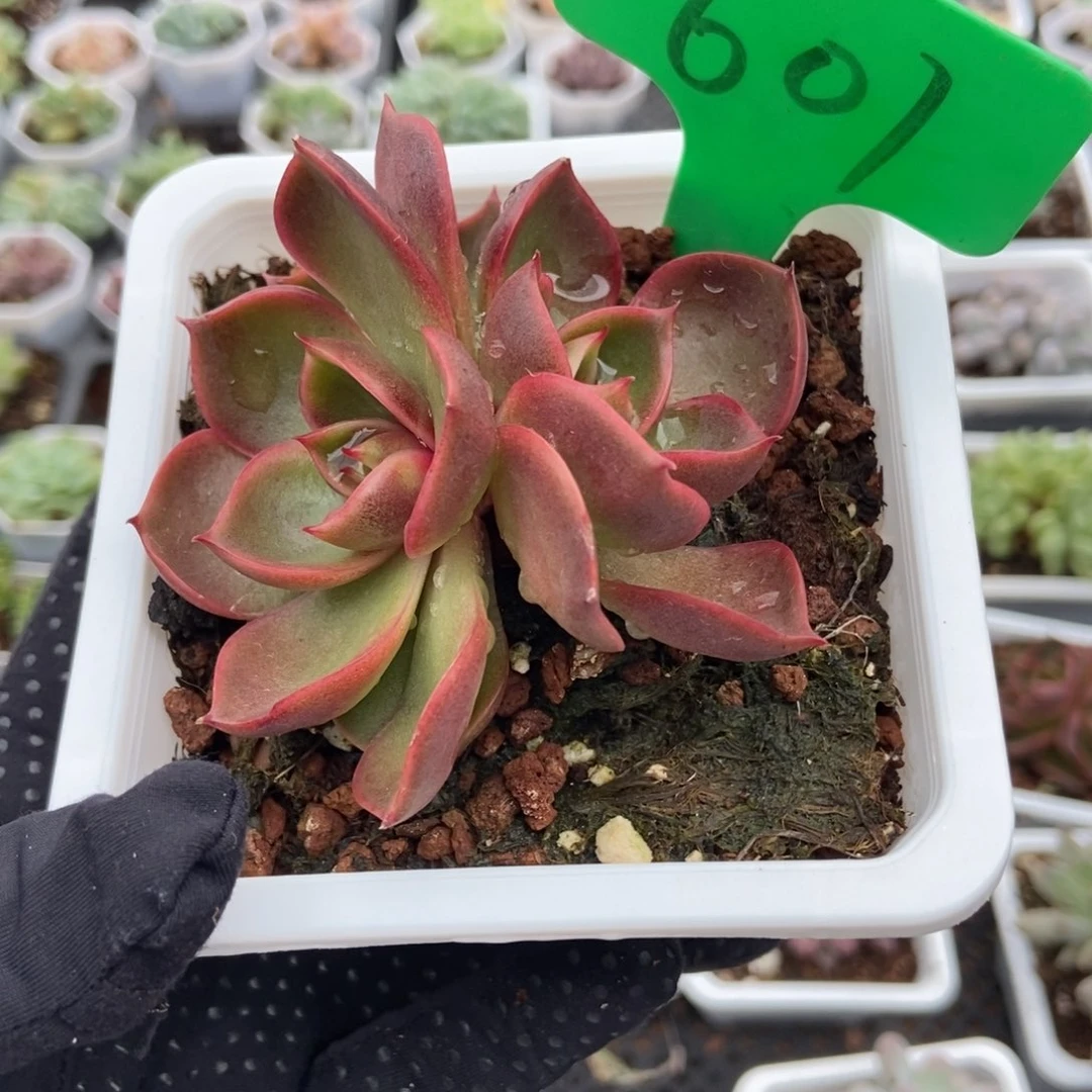 601红灯多肉的时候