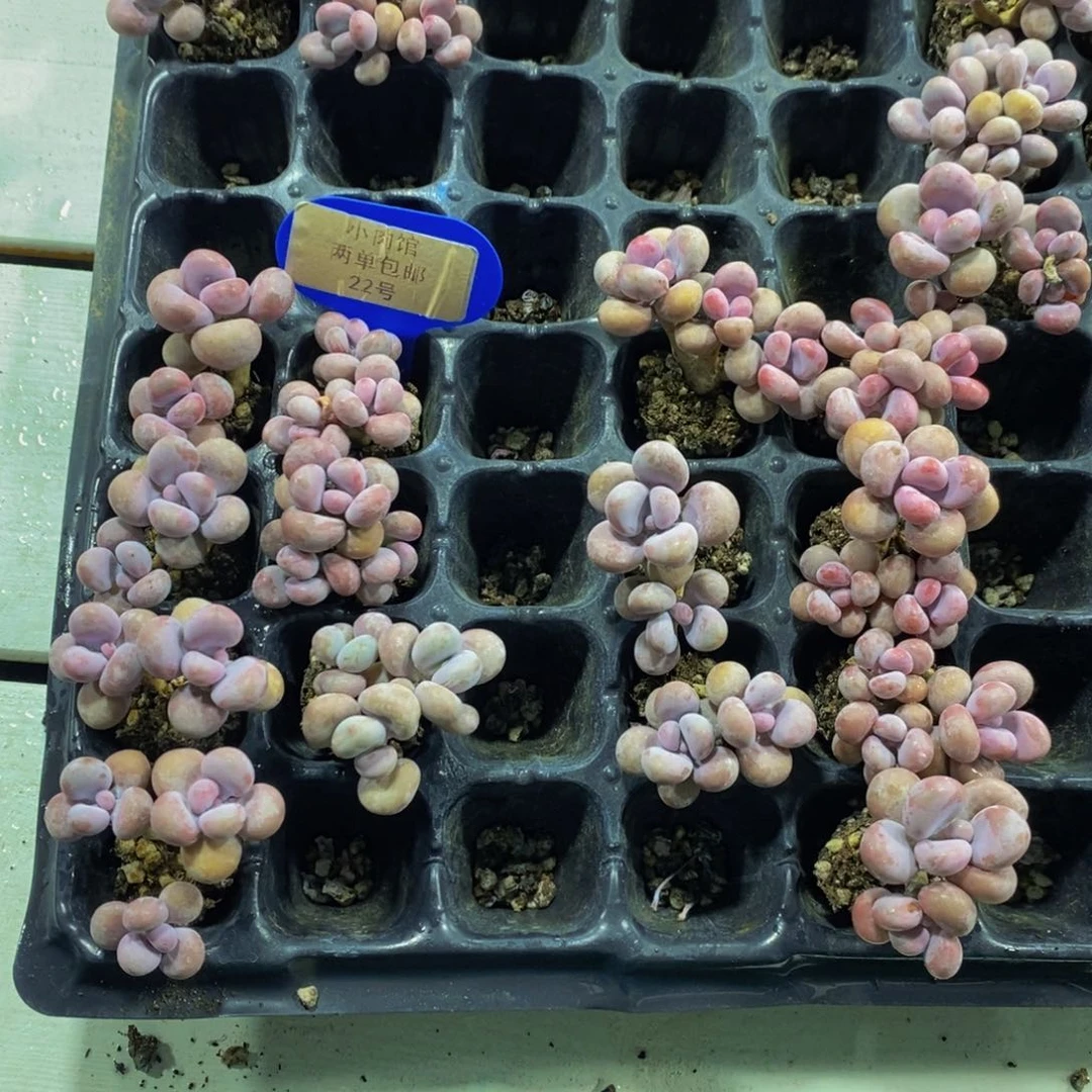 22-精品丸叶水光针桃蛋双头起七个